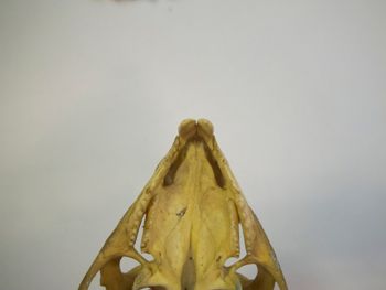 Media type: image;   Herpetology R-4702